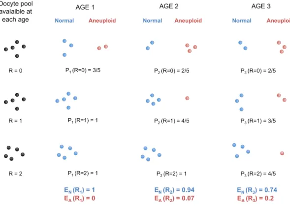 Figure	
  4.	
  Protection	
  against	
  non-­‐disjunction	
  may	
  be	
  reduced	
  as	
  women	
  ages.	
  	
   We	
  propose	
  that	
  protection	
  given	
  by	
  high	
  recombination	
  becomes	
  less	
  efficient	
  with	
   increasing	
  maternal	
  age.	
  Here,	
  we	
  depict	
  oocytes	
  containing	
  only	
  one	
  chromosome,	
   with	
  R	
  recombination	
  events.	
  We	
  suppose	
  that,	
  at	
  each	
  of	
  the	
  three	
  arbitrary	
  age	
   periods	
   (k	
   =	
   1,2,3),	
   the	
   proportion	
   of	
   oocytes	
   having	
   R	
   recombinations	
   stays	
   the	
   same	
  (i.e.	
  it	
  does	
  not	
  decrease	
  or	
  increase	
  with	
  age).	
  During	
  each	
  age	
  period,	
  several	
   oocytes	
   enter	
   their	
   final	
   stage	
   of	
   maturation	
   and	
   give	
   properly	
   disjoined	
   gametes	
   with	
   one	
   chromosome	
   (Normal)	
   or	
   non-­‐disjoined	
   gametes	
   with	
   zero	
   or	
   two	
   chromosomes	
   (Aneuploid).	
   P k	
   (R	
   =	
   r)	
   is	
   the	
   probability	
   of	
   proper	
   disjunction	
   in	
   an	
  