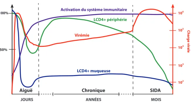 Figure 4. Progression de la pathogenèse.  