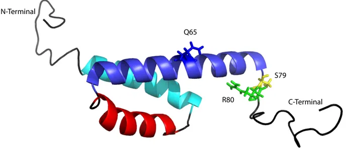 Figure 5. Structure atomique de la protéine Vpr obtenue par résonance magnétique nucléaire (RMN)