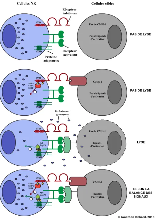 Figure 7. Reconnaissance des cellules cibles par les cellules NK.  