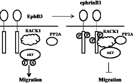 Figure 3 the signaling pathway of EphB3 /ephrinB1 in cell migration 103