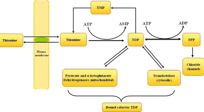 Figure 2 Thiamine metabolism in brain 