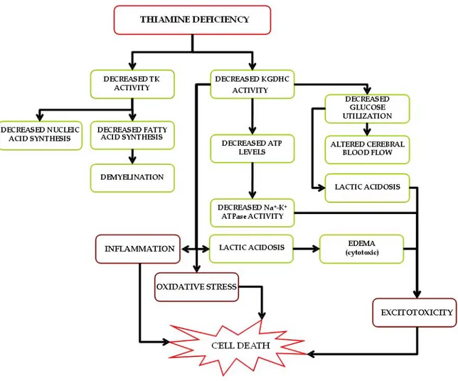 Figure 3. Schematic of pathophysiological mechanisms during TD 