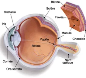 Figure 1.1 : Anatomie de l’œil humain   