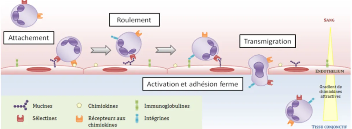 Figure 1.6 : Processus de recrutement des leucocytes au site d’inflammation  
