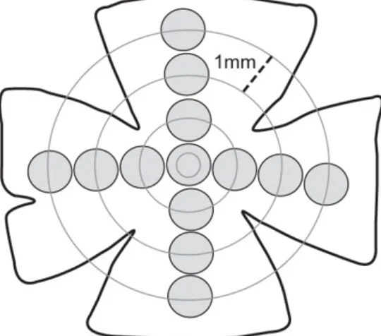 Figure 2.1: Schematic representation of a whole-mount retina showing the regions of  interest measured
