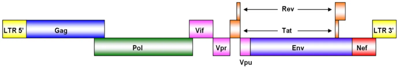 Figure 2. Structure de l’ADN proviral du VIH-1. Adapté de Greene et al. (12).  1.2.1  Gènes structuraux 