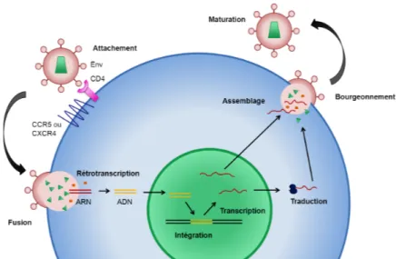 Figure  3.  Cycle  de  réplication  du  VIH.  La  phase  précoce  (à  gauche)  et  la  phase  tardive  (à 