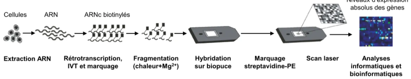 Figure 8. Analyse du transcriptome par biopuce Affymetrix. Adapté de Staal et al. (321)  et 