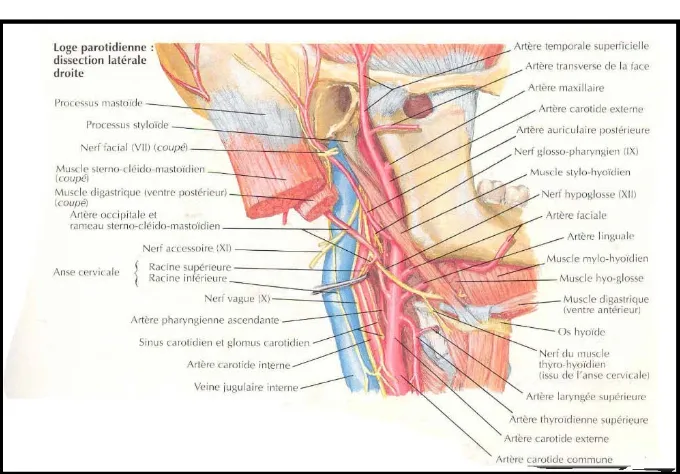 Figure 5 : schéma montrant les rapports vasculaires de la région parotidienne 