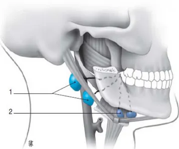Figure 10 : drainage lymphatique du trigone et de la commissure maxillo-mandibulaire. [16]  