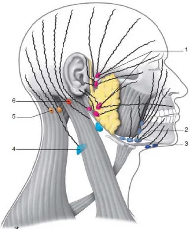 Figure 13 : Drainage lymphatique des téguments de la tête et du cou. [16]  