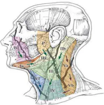 Figure 18 : Voies de drainage lymphatique de la tête et du cou [23]. 