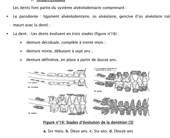 Figure n°16: Stades d’évolution de la dentition [3]  a. Six mois. b. Deux ans. c. Six ans