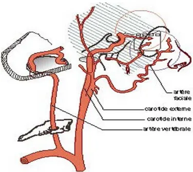 Figure n°18 : Carrefour vasculaire entre les systèmes carotide interne   et carotide externe [3] 