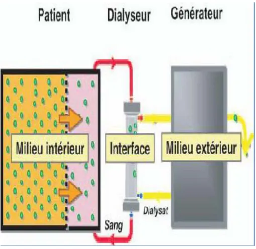 Figure 1 : Epuration extra-rénale par l’hémodialyse 