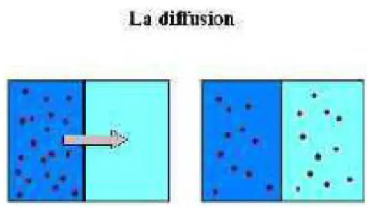 Figure 4 : Transport diffusif des solutés 