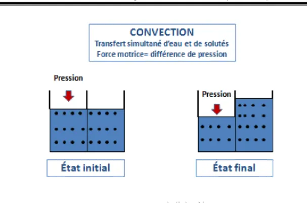 Figure 5 : Principes de l’ultrafiltration 