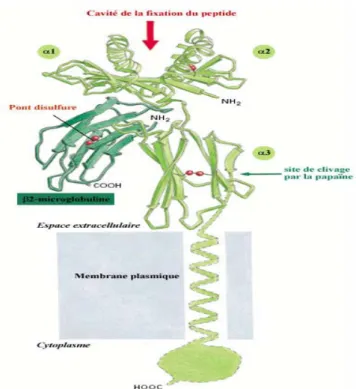 Figure 6 : La structure de la bêta2-microglobuline 