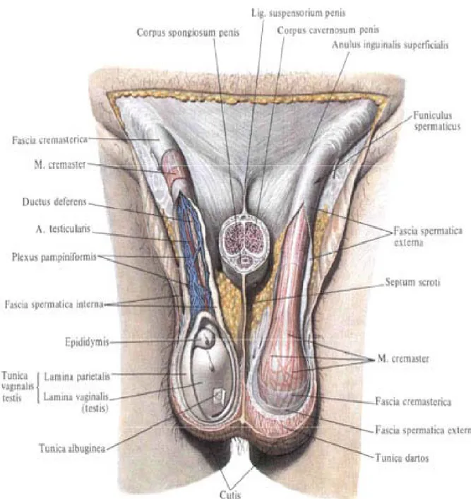 Figure 22 : Rapports anatomiques du testicule 
