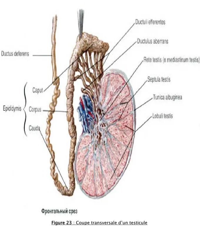 Figure 23 : Coupe transversale d’un testicule 