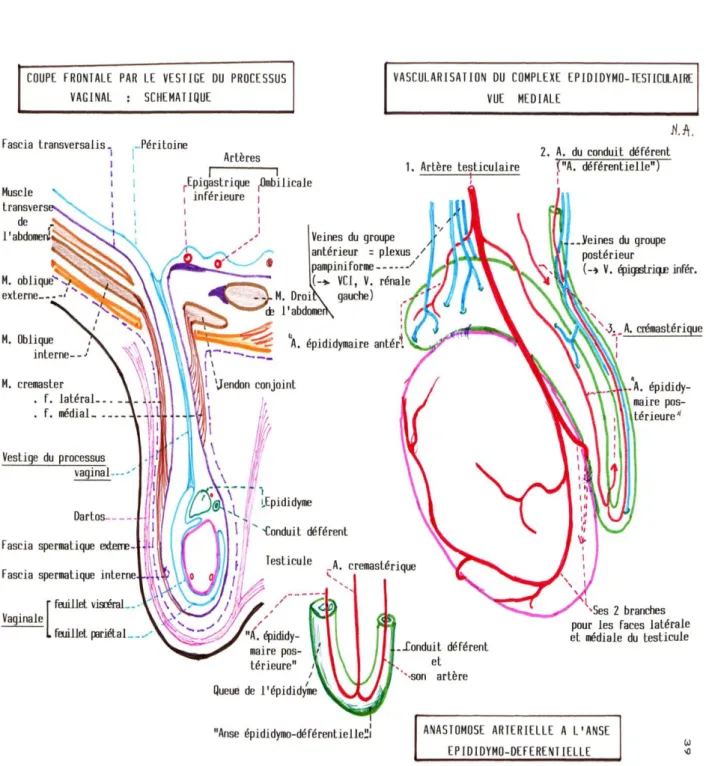 Figure 25 : Vascularisation du complexe épididymo-testiculaire 