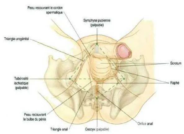 Figure 2 : plan cutané et organes génitaux externes chez la femme [13] 