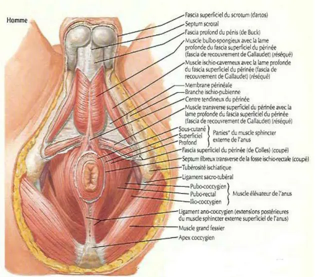 Figure 5 : Le Plan musculaire superficiel chez l’homme [16] 
