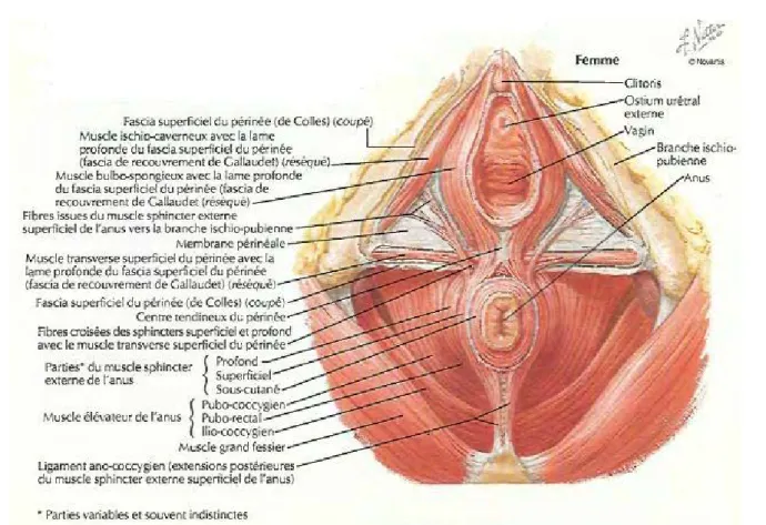 Figure 6 : Le Plan musculaire superficiel chez la femme
