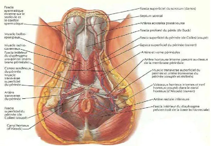 Figure 10 : Vascularisation du périnée (vue inférieur) [16] 