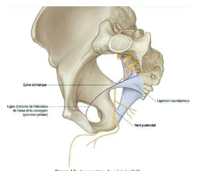 Figure 13 : Innervation du périnée  [13] 