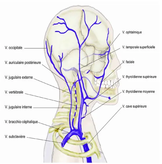 Figure 8 : Système veineux de la tête et du cou [67]  2.1.  La veine jugulaire interne   