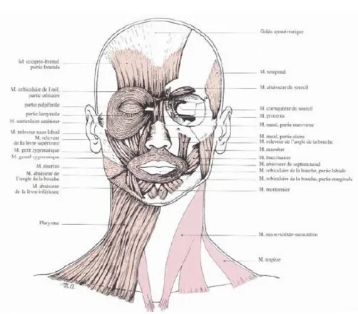 Figure 11: Anatomie musculaire. Vue antérieure du système muusculo-aponévrotique   superficiel de la tête et du cou