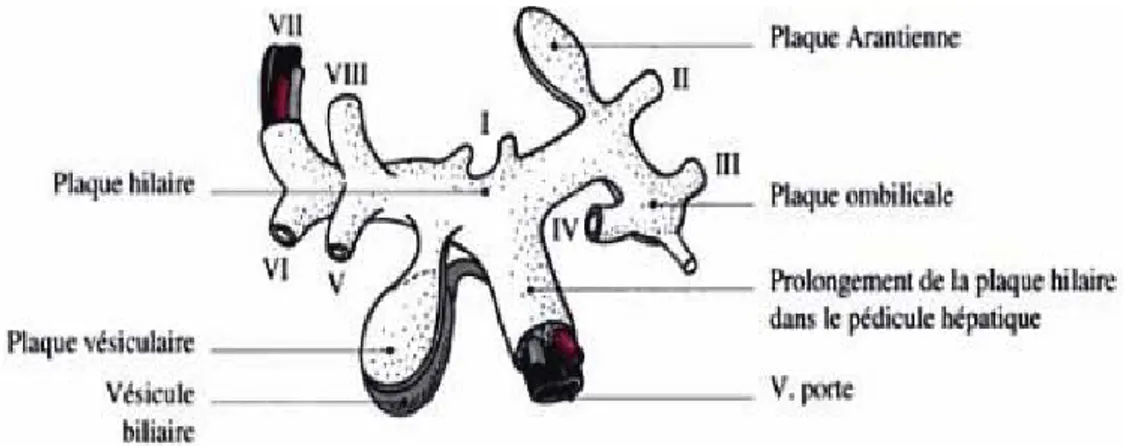 Figure 7: Représentation schématique des gaines glissoniennes et de la plaque portale   selon Couinaud [21]