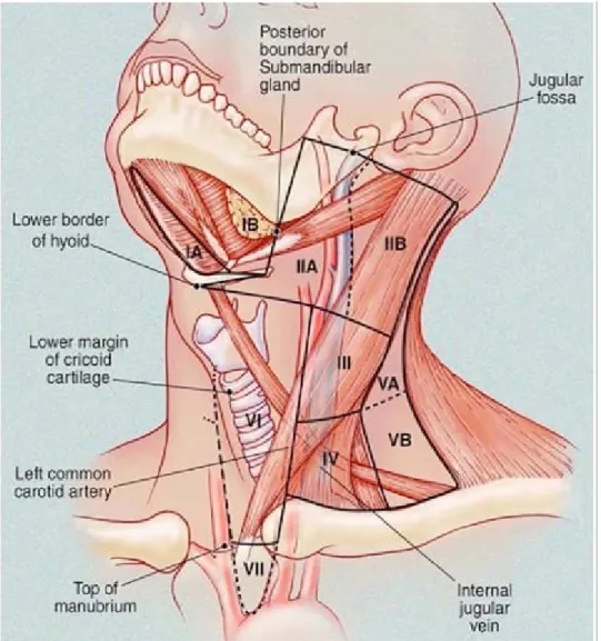 Figure  12:Cervical  nodes  levels,  American Journal of  Radiology : 174. March  2000 [60]