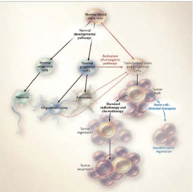 Figure 1 : Développements normal et cancéreux des cellules souches neuronales.  D’après Wen et al., 2008 (9)