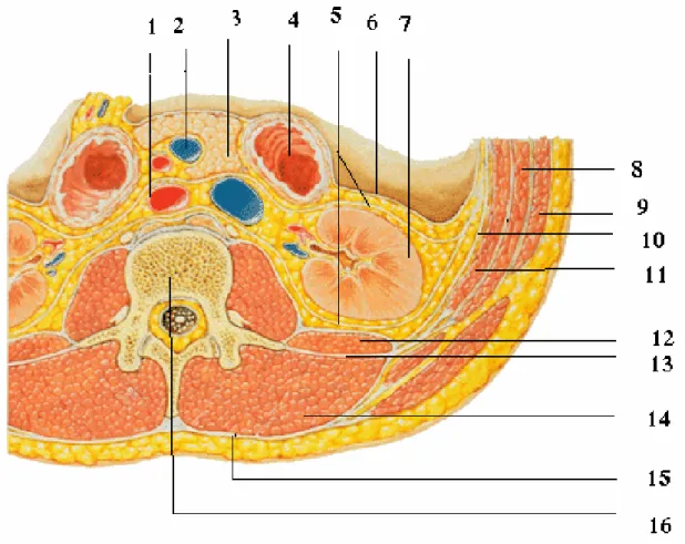 Figure n° 4 : coupe transversale montrant les loges rénale 