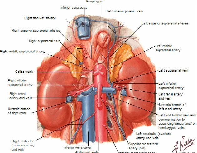 Figure n° 5 : vascularisation des reins 