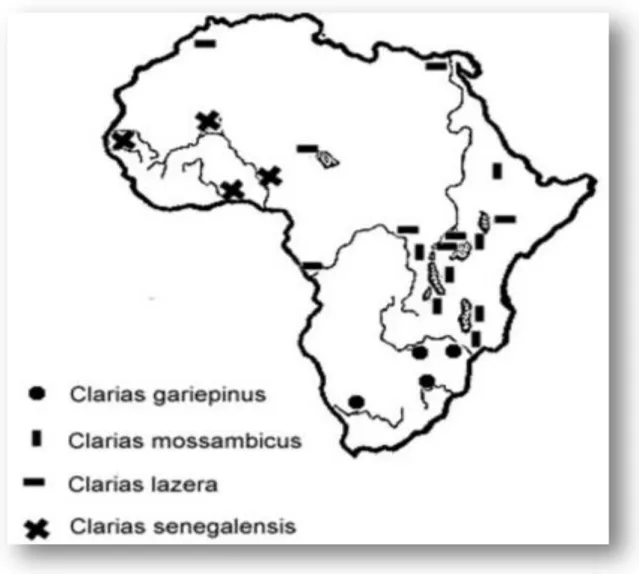 Figure  2 :Carte  de  la  distribution  géographique  de  Clarias  gariepinus  en  Afrique  (LACROIX, 2004) 