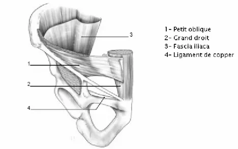 Figure 8 : Vue antérieure du cadre solide de l’aine et du trou musculo-pectinéal, d’après  Fruchaud [9]