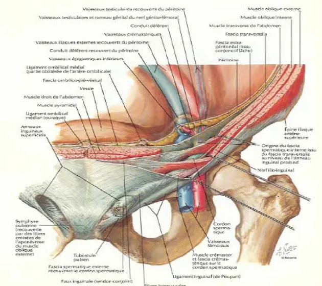 Figure 9 : Vue supéro-antérieure du plan musculo-aponévrotique, du canal inguinal et des  vaisseaux fémoraux (Netter’s anatomy)
