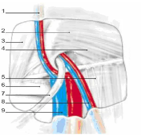 Figure 10 : vue coelioscopique de l’orifice profond du canal inguinal   après mobilisation du péritoine [10]