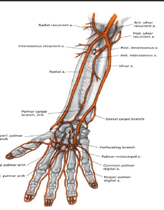 Figure 2 : Schéma montrant la vascularisation artérielle de l’avant-bras et de la main