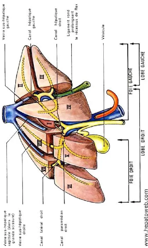 Figure 5 : segmentation portale du foie [37] 