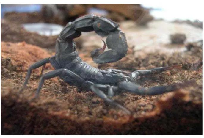 Figure 3: Androctonus  mauretanicus 
