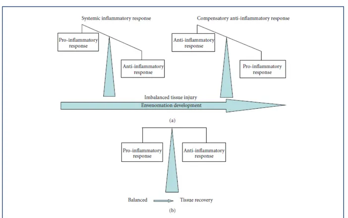 Figure 8 : Combinaison des effets des cytokines pro et anti-inflammatoires [30] 