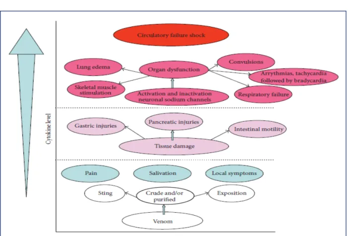 Figure 9 : Relation entre la sévérité de l’envenimation scorpionique   et la production des cytokines [30] 