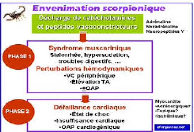 Figure 12 : Physiopathologie générale des envenimations scorpioniques [29] 6. Modifications biologiques : 