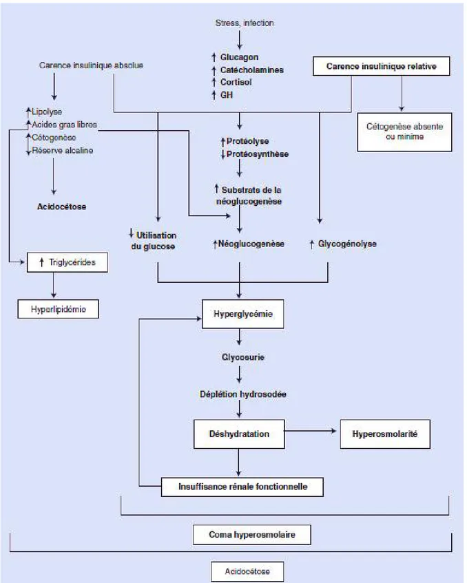 Figure 9: Physiopathologie du coma hyperosmolaire [1] 