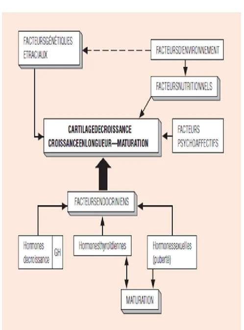 Figure 5 : Schéma résumant les facteurs intervenants dans la croissance staturo-pondérale [6]